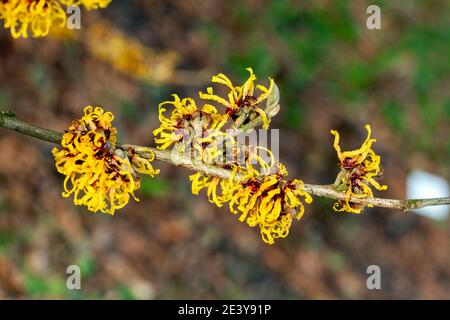 Hamamelis x Intermedia « Orange Beauty » (Witch Hazel) une plante arbuste à fleurs d'arbre d'hiver qui a un orange jaune printemps très parfumé f Banque D'Images