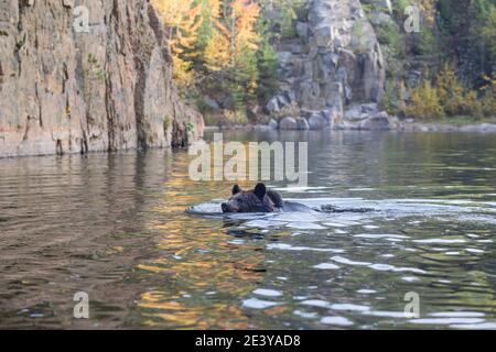 Braunbaer, Ursus arctos, ours brun Banque D'Images