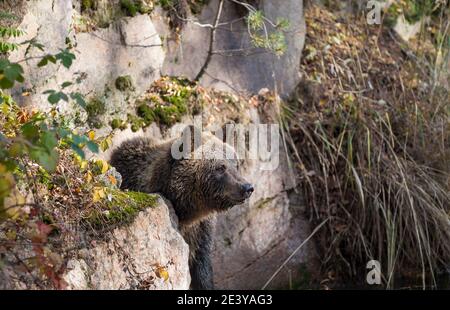 Braunbaer, Ursus arctos, ours brun Banque D'Images