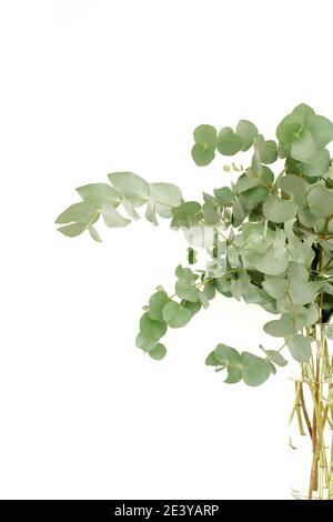 Un bouquet de brindilles d'eucalyptus vert dans un pot en verre sur la table. Banque D'Images