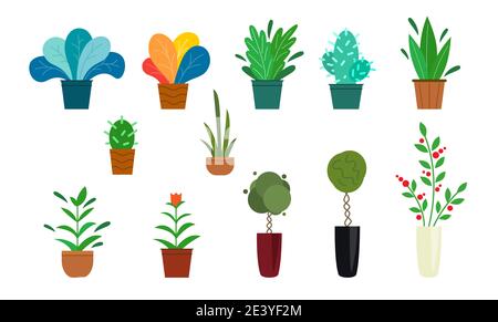 Ensemble de plantes en pot à l'extérieur et à la maison. Arbustes, arbres, fleurs. Isolé sur blanc. Collection de plantes en pot. Succulents et plantes de maison. Vecteur illust Illustration de Vecteur