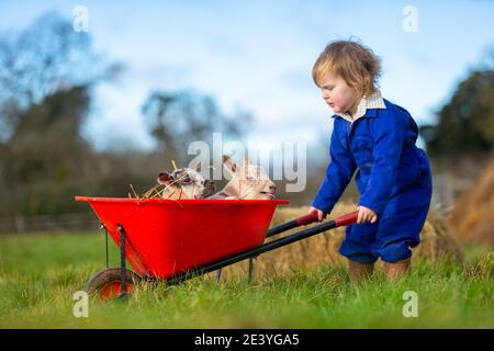 Arley, Worcestershire, Royaume-Uni. 21 janvier 2021. Myla-May Mills, 18 mois, joue avec des agneaux jumeaux nés dans la ferme familiale d'Arley, près de Kidderminster, dans le Worcestershire. Les agneaux mâles jumeaux, nommés Ant et Dec, sont nés hier et sont le résultat du bélier - ou de la tup - ayant libre accès aux brebis dans le troupeau à la fin de l'automne et l'hiver. Crédit : Peter Lophan/Alay Live News Banque D'Images