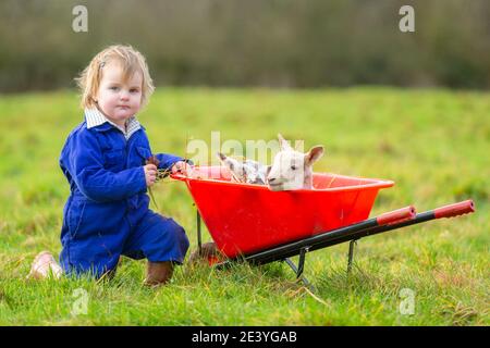 Arley, Worcestershire, Royaume-Uni. 21 janvier 2021. Myla-May Mills, 18 mois, joue avec des agneaux jumeaux nés dans la ferme familiale d'Arley, près de Kidderminster, dans le Worcestershire. Les agneaux mâles jumeaux, nommés Ant et Dec, sont nés hier et sont le résultat du bélier - ou de la tup - ayant libre accès aux brebis dans le troupeau à la fin de l'automne et l'hiver. Crédit : Peter Lophan/Alay Live News Banque D'Images