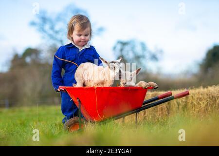 Arley, Worcestershire, Royaume-Uni. 21 janvier 2021. Myla-May Mills, 18 mois, joue avec des agneaux jumeaux nés dans la ferme familiale d'Arley, près de Kidderminster, dans le Worcestershire. Les agneaux mâles jumeaux, nommés Ant et Dec, sont nés hier et sont le résultat du bélier - ou de la tup - ayant libre accès aux brebis dans le troupeau à la fin de l'automne et l'hiver. Crédit : Peter Lophan/Alay Live News Banque D'Images