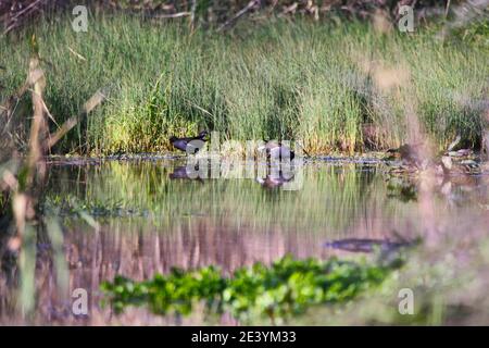 Un couple de Moorens communs 'Gallinula chloropus'. Le marais côtier de Vravrona est situé dans l'est de l'AtticaCette paysage remarquable, déjà célèbre Banque D'Images