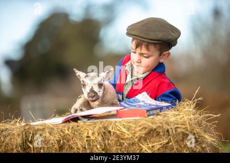 Arley, Worcestershire, Royaume-Uni. 21 janvier 2021. Reggie Mills, 4 ans, fait sa réception en homeschooling avec un agneau d'un jour dans la ferme de sa famille à Arley, près de Kidderminster, dans le Worcestershire. Les écoles du Royaume-Uni restent fermées à la majorité des élèves en raison du coronavirus, et certains parents doivent jongler avec l'apprentissage guidé de leurs enfants et continuer à travailler. Crédit : Peter Lophan/Alay Live News Banque D'Images