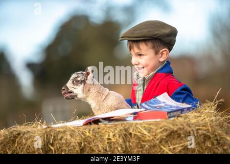 Arley, Worcestershire, Royaume-Uni. 21 janvier 2021. Reggie Mills, 4 ans, fait sa réception en homeschooling avec un agneau d'un jour dans la ferme de sa famille à Arley, près de Kidderminster, dans le Worcestershire. Les écoles du Royaume-Uni restent fermées à la majorité des élèves en raison du coronavirus, et certains parents doivent jongler avec l'apprentissage guidé de leurs enfants et continuer à travailler. Crédit : Peter Lophan/Alay Live News Banque D'Images