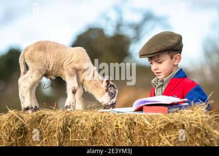 Arley, Worcestershire, Royaume-Uni. 21 janvier 2021. Reggie Mills, 4 ans, fait sa réception en homeschooling avec un agneau d'un jour dans la ferme de sa famille à Arley, près de Kidderminster, dans le Worcestershire. Les écoles du Royaume-Uni restent fermées à la majorité des élèves en raison du coronavirus, et certains parents doivent jongler avec l'apprentissage guidé de leurs enfants et continuer à travailler. Crédit : Peter Lophan/Alay Live News Banque D'Images