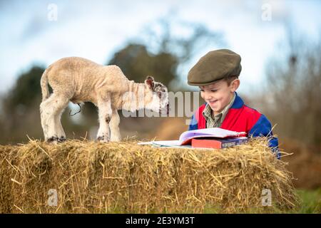 Arley, Worcestershire, Royaume-Uni. 21 janvier 2021. Reggie Mills, 4 ans, fait sa réception en homeschooling avec un agneau d'un jour dans la ferme de sa famille à Arley, près de Kidderminster, dans le Worcestershire. Les écoles du Royaume-Uni restent fermées à la majorité des élèves en raison du coronavirus, et certains parents doivent jongler avec l'apprentissage guidé de leurs enfants et continuer à travailler. Crédit : Peter Lophan/Alay Live News Banque D'Images