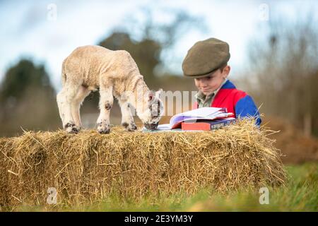 Arley, Worcestershire, Royaume-Uni. 21 janvier 2021. Reggie Mills, 4 ans, fait sa réception en homeschooling avec un agneau d'un jour dans la ferme de sa famille à Arley, près de Kidderminster, dans le Worcestershire. Les écoles du Royaume-Uni restent fermées à la majorité des élèves en raison du coronavirus, et certains parents doivent jongler avec l'apprentissage guidé de leurs enfants et continuer à travailler. Crédit : Peter Lophan/Alay Live News Banque D'Images