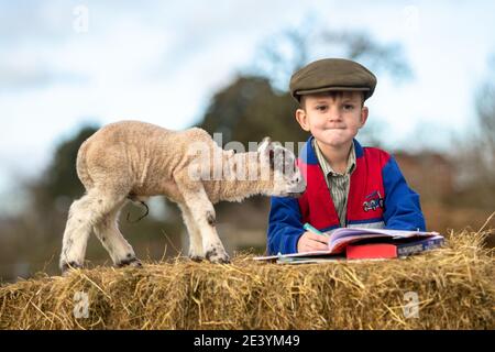 Arley, Worcestershire, Royaume-Uni. 21 janvier 2021. Reggie Mills, 4 ans, fait sa réception en homeschooling avec un agneau d'un jour dans la ferme de sa famille à Arley, près de Kidderminster, dans le Worcestershire. Les écoles du Royaume-Uni restent fermées à la majorité des élèves en raison du coronavirus, et certains parents doivent jongler avec l'apprentissage guidé de leurs enfants et continuer à travailler. Crédit : Peter Lophan/Alay Live News Banque D'Images