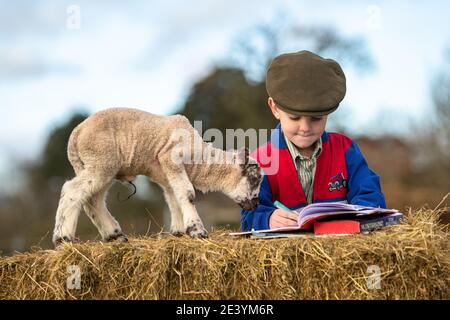 Arley, Worcestershire, Royaume-Uni. 21 janvier 2021. Reggie Mills, 4 ans, fait sa réception en homeschooling avec un agneau d'un jour dans la ferme de sa famille à Arley, près de Kidderminster, dans le Worcestershire. Les écoles du Royaume-Uni restent fermées à la majorité des élèves en raison du coronavirus, et certains parents doivent jongler avec l'apprentissage guidé de leurs enfants et continuer à travailler. Crédit : Peter Lophan/Alay Live News Banque D'Images