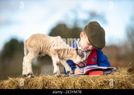 Arley, Worcestershire, Royaume-Uni. 21 janvier 2021. Reggie Mills, 4 ans, fait sa réception en homeschooling avec un agneau d'un jour dans la ferme de sa famille à Arley, près de Kidderminster, dans le Worcestershire. Les écoles du Royaume-Uni restent fermées à la majorité des élèves en raison du coronavirus, et certains parents doivent jongler avec l'apprentissage guidé de leurs enfants et continuer à travailler. Crédit : Peter Lophan/Alay Live News Banque D'Images