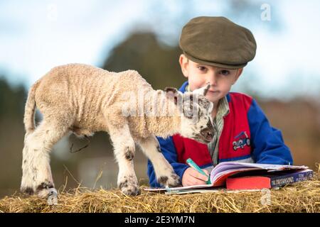 Arley, Worcestershire, Royaume-Uni. 21 janvier 2021. Reggie Mills, 4 ans, fait sa réception en homeschooling avec un agneau d'un jour dans la ferme de sa famille à Arley, près de Kidderminster, dans le Worcestershire. Les écoles du Royaume-Uni restent fermées à la majorité des élèves en raison du coronavirus, et certains parents doivent jongler avec l'apprentissage guidé de leurs enfants et continuer à travailler. Crédit : Peter Lophan/Alay Live News Banque D'Images