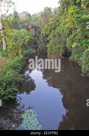 Cours d'eau boisé Ankasa Reserve, Ghana Février Banque D'Images