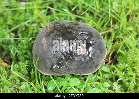 Xerocomellus pruinatus, connu sous le nom de bolete matte, champignon sauvage de Finlande Banque D'Images