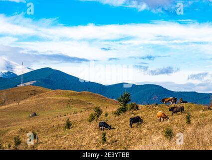 Un troupeau de vaches tombe sur un inondé de lumière du soleil et mange de l'herbe sur fond de la nature de Les Carpates et le ciel Banque D'Images