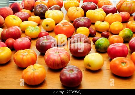 tomates douces et entières fraîchement cueillies Banque D'Images