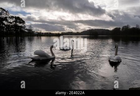 Trois cygnes muets sur le Loch Carlingwark, le château Douglas sous un ciel hivernal atmosphérique, Dumfries et Galloway, en Écosse Banque D'Images