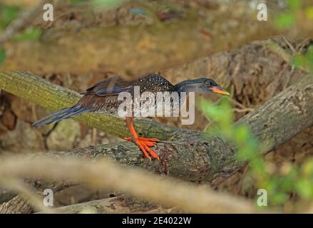 African Finfoot (Podica senegalensis petersii) adulte mâle perché sur la branche de Sainte-Lucie, Afrique du Sud Novembre Banque D'Images