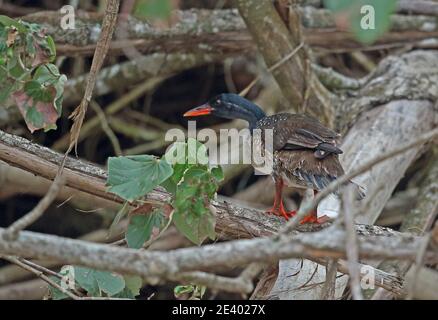 African Finfoot (Podica senegalensis petersii) adulte mâle perché sur la branche de Sainte-Lucie, Afrique du Sud Novembre Banque D'Images