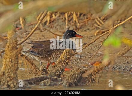 African Finfoot (Podica senegalensis petersii) adulte mâle marchant sur la rive de la rivière Sainte-Lucie, Afrique du Sud Novembre Banque D'Images