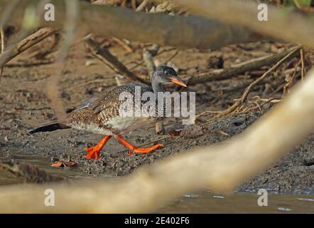 African Finfoot (Podica senegalensis petersii) adulte mâle marchant sur la rive de la rivière Sainte-Lucie, Afrique du Sud Novembre Banque D'Images