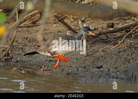 African Finfoot (Podica senegalensis petersii) adulte mâle courant sur la rive de la rivière Sainte-Lucie, Afrique du Sud Novembre Banque D'Images