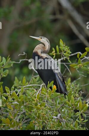 Darter Africain (Anhinga rufa rufa) Femme adulte perchée sur la mangrove Sainte-Lucie, Afrique du Sud Novembre Banque D'Images