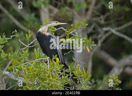 Darter Africain (Anhinga rufa rufa) Femme adulte perchée sur la mangrove Sainte-Lucie, Afrique du Sud Novembre Banque D'Images