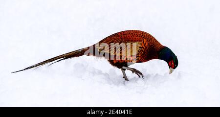L'un des oiseaux indigènes les plus colorés d'Écosse, le faisan mâle (Phasianus colchicus) lutte pour trouver de la nourriture après une forte chute de neige en Écosse Banque D'Images