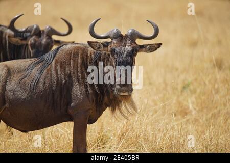 L'antilope (Wildebeest) se tient sur l'herbe sèche et regarde la caméra. Un grand nombre d'animaux migrent vers la réserve naturelle nationale de Masai Mara Banque D'Images