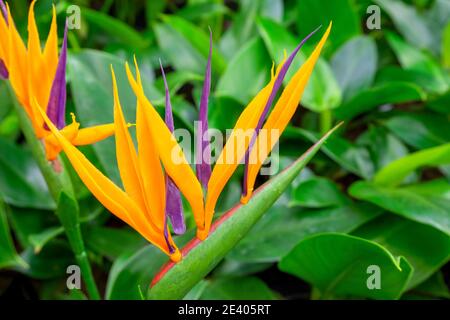 Un gros plan d'une plante exotique à feuilles persistantes en fleurs Strelitzia. Mise au point sélective, arrière-plan flou. Banque D'Images