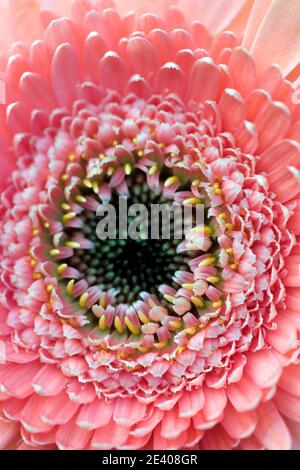 Tête de fleur rose pâle Gerbera Banque D'Images