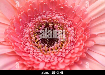 Rose pâle Gerbera Marguerite de gros plan Banque D'Images