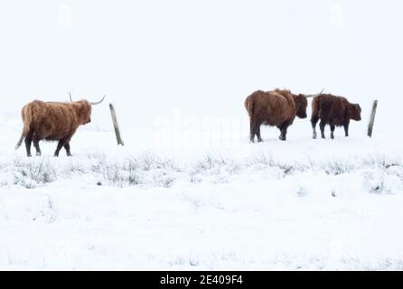 Météo, Storm Christoph : 21 janvier 2021. Hardy Highland bétail promenade dans la neige, South Lanarkshire, Écosse, Royaume-Uni. Crédit : Ian Rutherford/Alay Live News. Banque D'Images