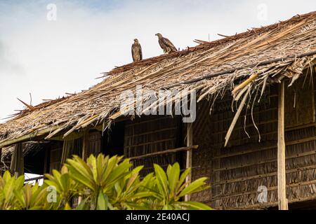 Une maison sur pilotis allongée avec un toit de paille de palmier se dresse parmi les cocotiers sur les îles Deboyne, province de Milne Bay, Papouasie-Nouvelle-Guinée. Banque D'Images