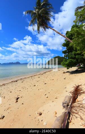 Belle plage dans l'île de Palawan, Philippines. Plage de sable avec palmiers pendu. Banque D'Images