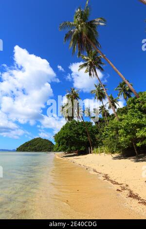 Les palmiers de Las Cabanas beach à El Nido, l'île de Palawan, Philippines. Banque D'Images