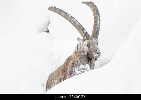 Hiver dans les montagnes des Alpes, portrait du puissant Ibex (Capra ibex) Banque D'Images