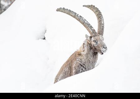 Hiver dans les montagnes des Alpes, portrait du puissant Ibex (Capra ibex) Banque D'Images