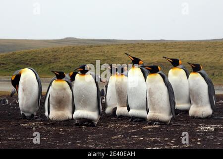 Les pingouins du roi : de couleur similaire à l'empereur géant Penguin, les rois sont le deuxième plus grand des 18 différents types de pingouins. Banque D'Images