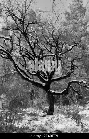 Grand arbre noir et blanc sans feuilles avec tronc foncé et des branches avec de la neige dans la forêt enneigée Banque D'Images