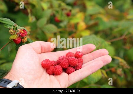 Baies de forêt d'été en Norvège. Poignée de framboises rouges sauvages. Banque D'Images