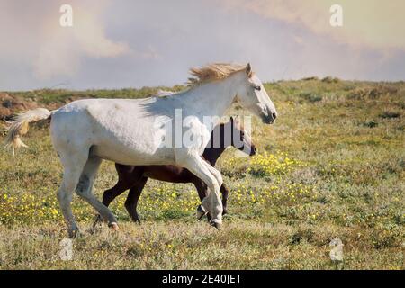 Steppe Tatar chevaux avec queues traditionnellement coupées. Cheval blanc gris dans le village de Tatar. Crimée, steppe d'août Banque D'Images