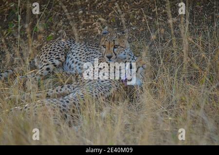 Deux cheetahs reposent sur l'herbe. On a fermé les yeux et collé hors de sa langue. Un grand nombre d'animaux migrent vers le refuge national de faune de Masai Mara Banque D'Images