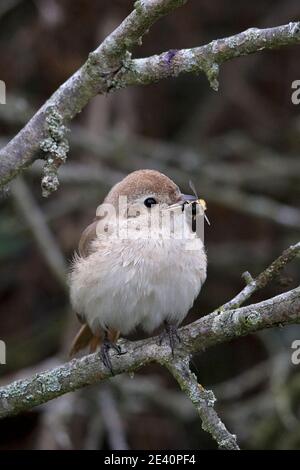 Isabelline Shrike Daurien ou Turkestan (Lanius isabellinus isabellinus ou phoenicuroides) Beeston Common Norfolk octobre avec Wasp Banque D'Images