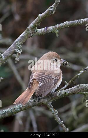 Isabelline Shrike Daurien ou Turkestan (Lanius isabellinus isabellinus ou phoenicuroides) Beeston Common Norfolk octobre avec Wasp Banque D'Images