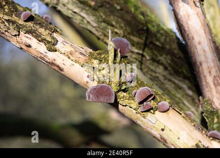 Crick, Northamptonshire - 21/01/21: Champignons des oreilles en bois (Auricularia auricula-judae) poussant sur une branche d'arbres plus âgés en décomposition. Banque D'Images