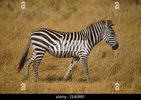 Un zébré marche sur l'herbe. Un grand nombre d'animaux migrent vers la réserve naturelle nationale de Masai Mara, au Kenya, en Afrique. 2016. Banque D'Images